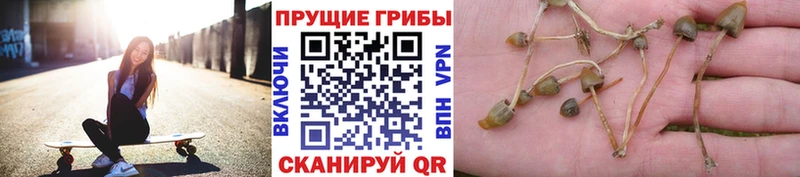 Галлюциногенные грибы прущие грибы  Купить где  Кондопога 